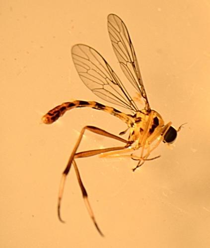 Vermileo vermileo